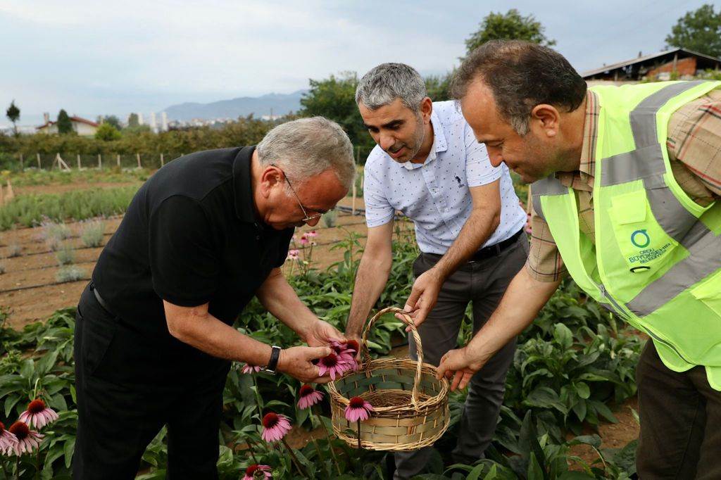 TIBBİ VE AROMATİK BİTKİLERİN HASADI YAPILDI